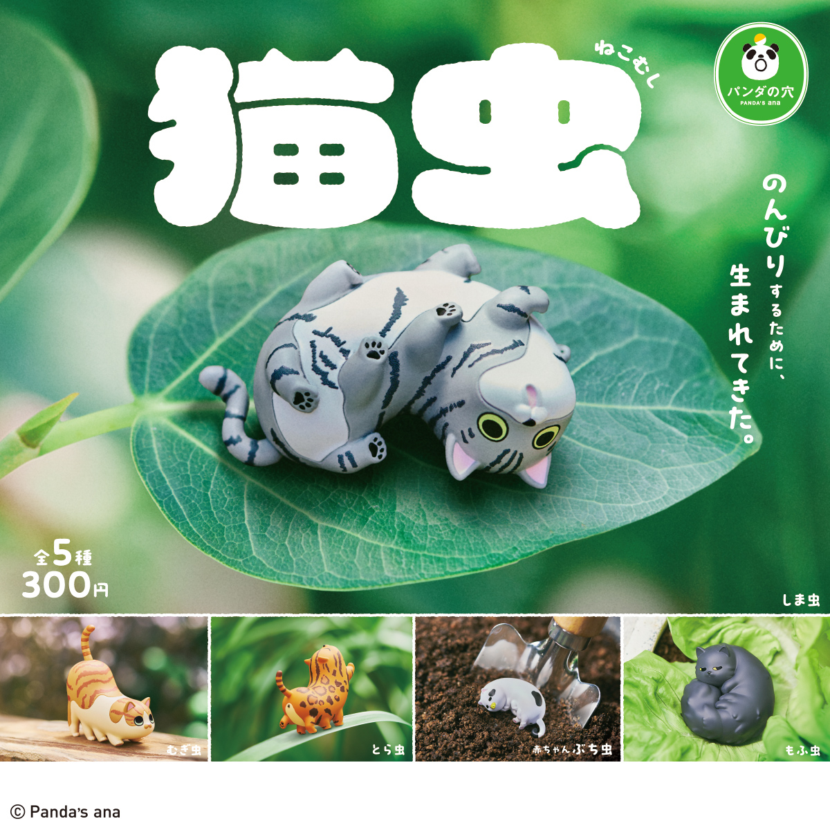 パンダの穴 猫虫