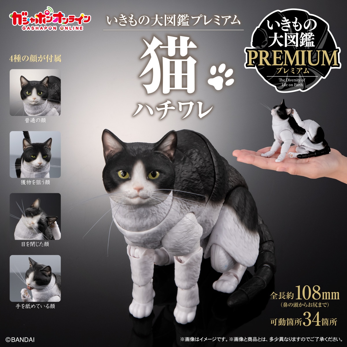 いきもの大図鑑プレミアム 猫 ハチワレ